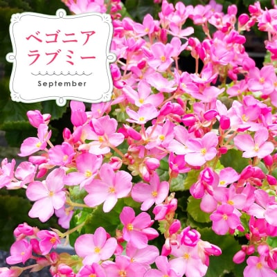 【先行受付9月より発送 数量・期間限定】鉢花 定期便 3回(9月・11月・1月)(H069117)