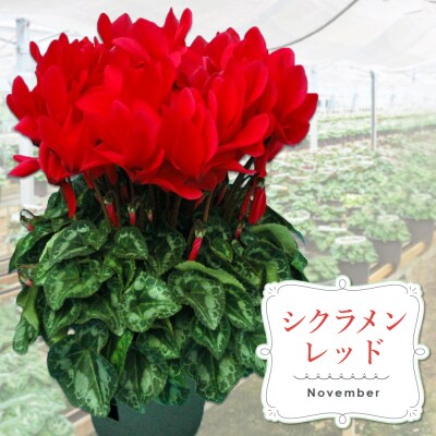 【先行受付9月より発送 数量・期間限定】鉢花 定期便 3回(9月・11月・1月)(H069117)