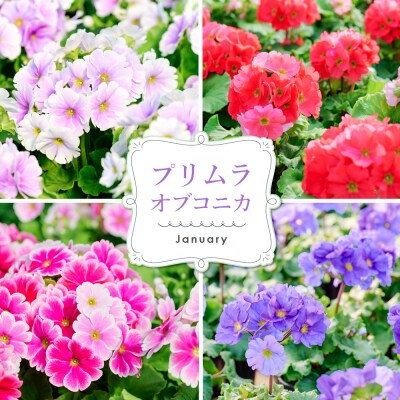 【先行受付9月より発送 数量・期間限定】鉢花 定期便 3回(9月・11月・1月)(H069117)