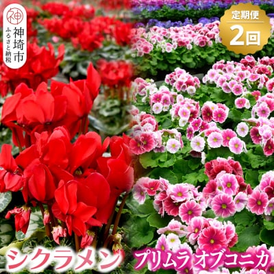 【先行受付 11月20日より発送 数量限定】鉢花 定期便 2回(11月・1月) (H069116)
