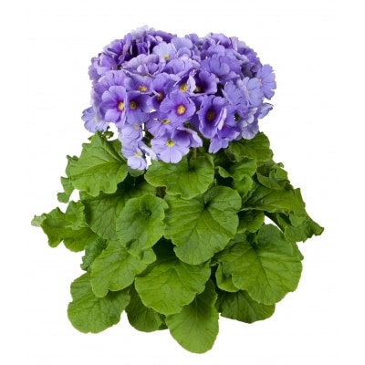 【先行受付 11月20日より発送 数量限定】鉢花 定期便 2回(11月・1月) (H069116)