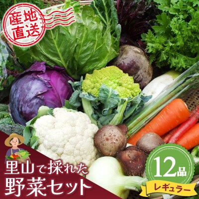 里山で採れた野菜セットレギュラー 12品 (H078105)