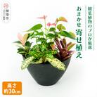 オリジナルアレンジ観葉植物　Sサイズ (H086104)