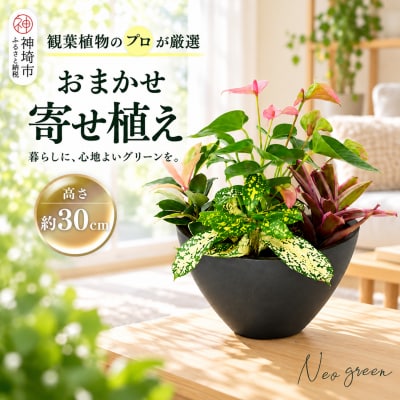 オリジナルアレンジ観葉植物　Sサイズ (H086109)