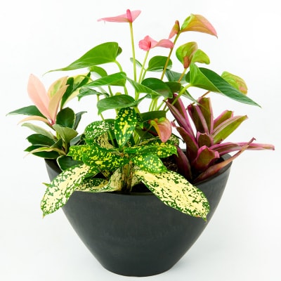 オリジナルアレンジ観葉植物　Sサイズ (H086104)