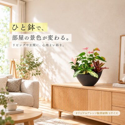 オリジナルアレンジ観葉植物　Sサイズ (H086109)