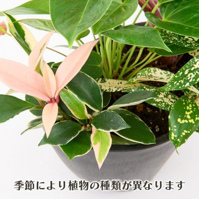 オリジナルアレンジ観葉植物　Sサイズ (H086104)