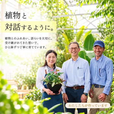 オリジナルアレンジ観葉植物　Sサイズ (H086109)