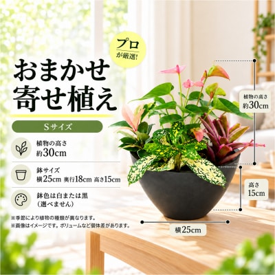 オリジナルアレンジ観葉植物　Sサイズ (H086109)
