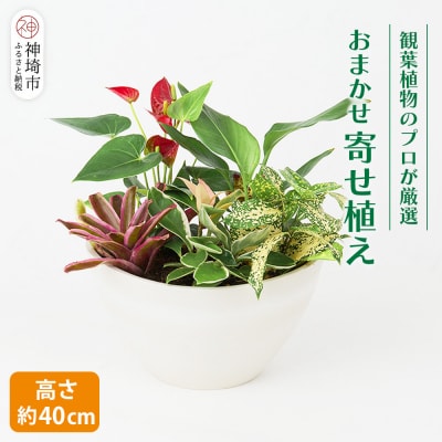 オリジナルアレンジ観葉植物　Mサイズ (H086105)