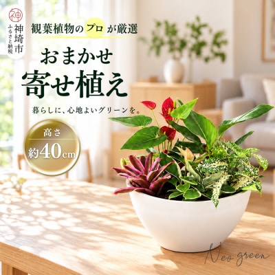 オリジナルアレンジ観葉植物　Mサイズ (H086110)