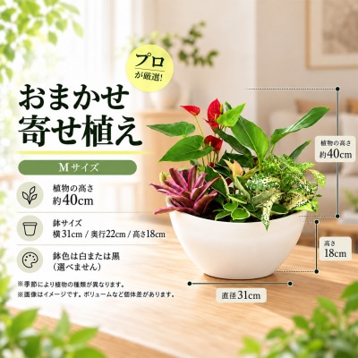 オリジナルアレンジ観葉植物　Mサイズ (H086110)