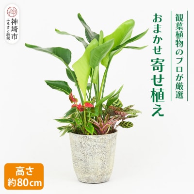 オリジナルアレンジ観葉植物　Lサイズ (H086106)