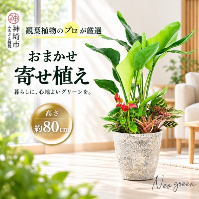 オリジナルアレンジ観葉植物　Lサイズ (H086106)