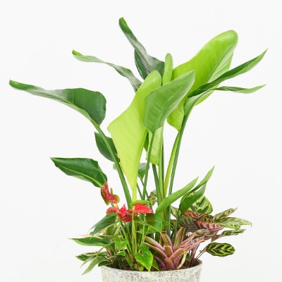 オリジナルアレンジ観葉植物　Lサイズ (H086106)