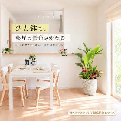 オリジナルアレンジ観葉植物　Lサイズ (H086106)