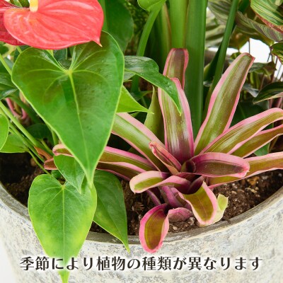 オリジナルアレンジ観葉植物　Lサイズ (H086106)
