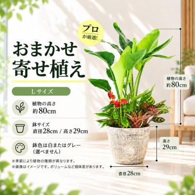 オリジナルアレンジ観葉植物　Lサイズ (H086106)