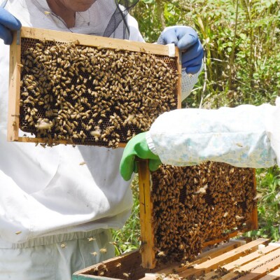 2025年産【数量限定】国産天然蜂蜜(春の蜜)500g&470g【合計970g】(H049114)