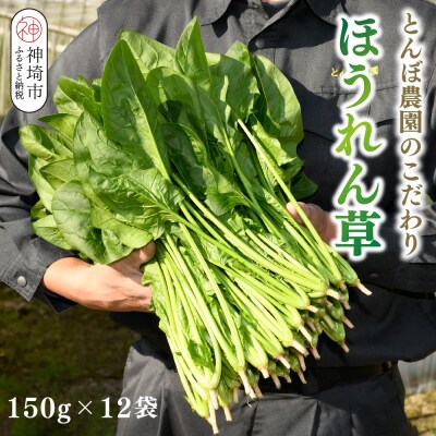 ほうれん草 約1.8kg(150g x 12袋)【佐賀県脊振山麓産】(H091114)
