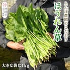 ほうれん草 1kg バラ詰め(大きな袋に1kg)【佐賀県脊振山麓産】(H091116)