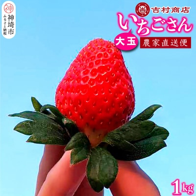 大玉いちごさん 4パック 約1kg (平詰め・2P×2箱)(H098106)
