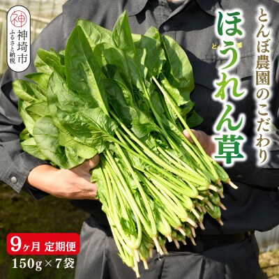 【定期便9回】ほうれん草 約1kg(150g x 7袋)【合計 約9kg】(H091121)