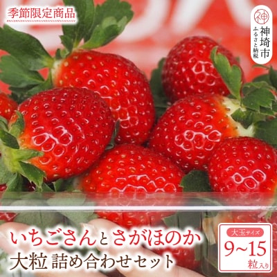 【先行受付】いちごさん さがほのか 大玉いちごセット 9粒から15粒(H101101)