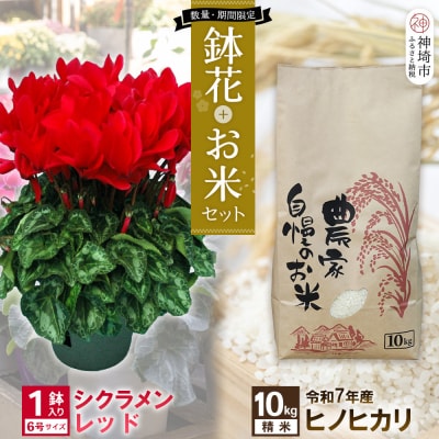 【先行受付】鉢花 シクラメン レッド6号鉢×1鉢+ヒノヒカリ10kgセット(H069122)