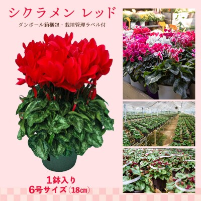 【先行受付】鉢花 シクラメン レッド6号鉢×1鉢+ヒノヒカリ10kgセット(H069122)