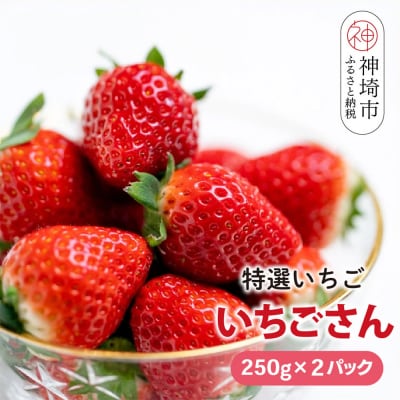 【先行受付 R8年1月下旬より発送】特選いちご(いちごさん) 250g×2パック(H101106)