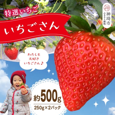 【先行受付 R8年1月下旬より発送】特選いちご(いちごさん) 250g×2パック(H101106)