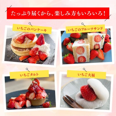 【先行受付 R8年1月下旬より発送】特選いちご(いちごさん) 250g×2パック(H101106)