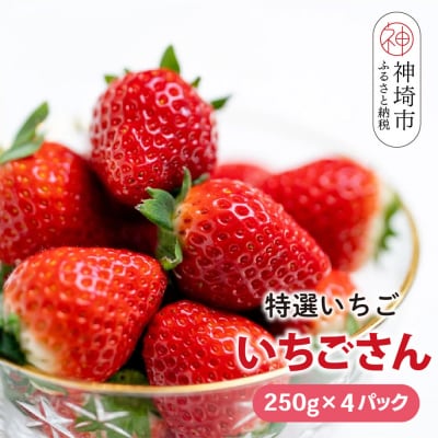 【先行受付 R8年1月下旬より発送】特選いちご(いちごさん) 250g×4パック(H101107)