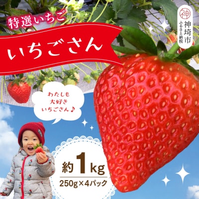 【先行受付】特選いちご(いちごさん) 250g×4パック(H101107)