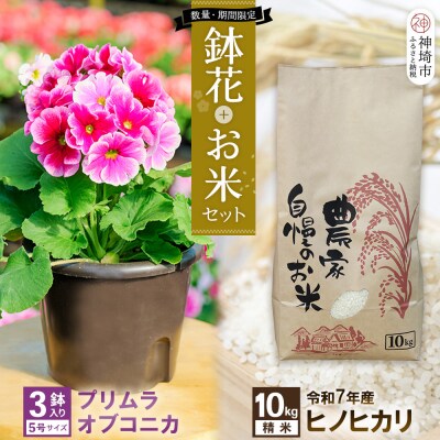 【先行受付】鉢花 プリムラ・オブコニカ5号鉢×3鉢+ヒノヒカリ10kgセット(H069123)