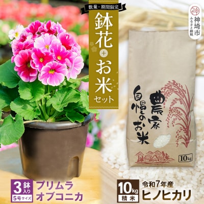 鉢花 プリムラ・オブコニカ5号鉢×3鉢+ヒノヒカリ10kgセット(H069123)