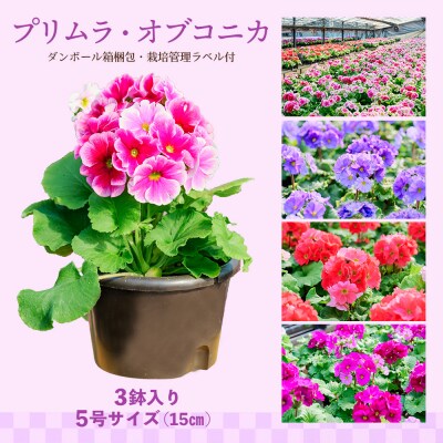 鉢花 プリムラ・オブコニカ5号鉢×3鉢+ヒノヒカリ10kgセット(H069123)