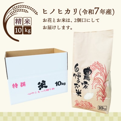 【先行受付】鉢花 プリムラ・オブコニカ5号鉢×3鉢+ヒノヒカリ10kgセット(H069123)