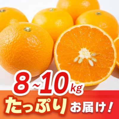 【2027年3月中旬より発送開始】清見(きよみ)みかん 8kg～10kg(H116139)