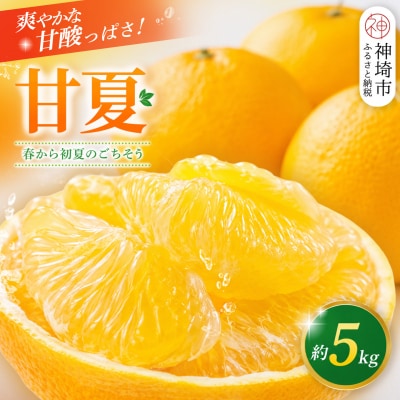 【2027年4月中旬より発送開始】甘夏 5kg(H116143)