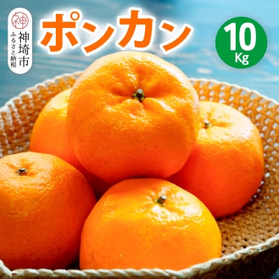 【2026年1月中旬より発送開始】ポンカン 10kg(H116147)