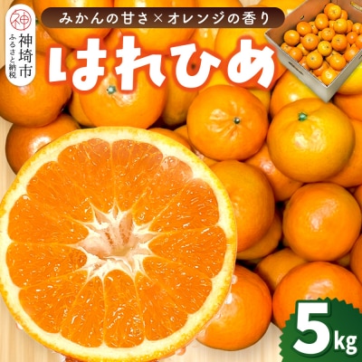 【2026年12月上旬より発送開始】はれひめ 5kg(H116151)