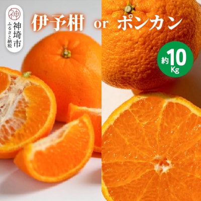 【2026年1月中旬より発送開始】伊予柑orポンカン 約10kg(H116157)