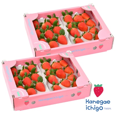 【農家直送】さがほのか220g×4パック(H117102)