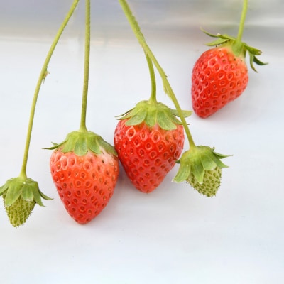 【農家直送】さがほのか220g×4パック(H117102)