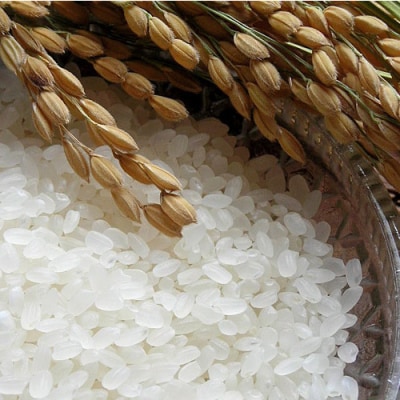 【令和7年産 新米先行受付】さがびより 精米 5kg×2【10ヶ月定期便】農園(H061571)