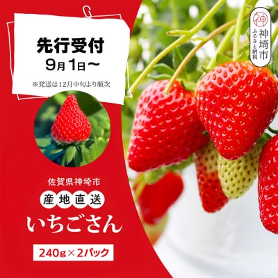 yst ߘa7N12{蔭zy_ƒz240g×2pbN(H124101)