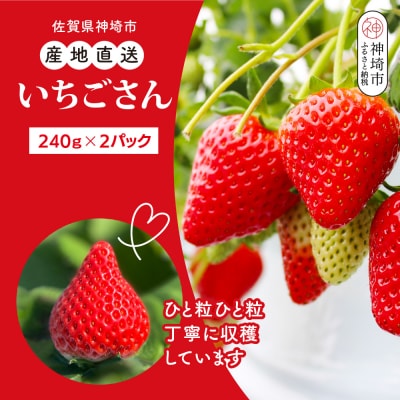 【先行受付】【農家直送】いちごさん240g×2パック(H124101)