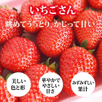 【令和7年12月中旬より発送】【農家直送】いちごさん240g×2パック(H124101)